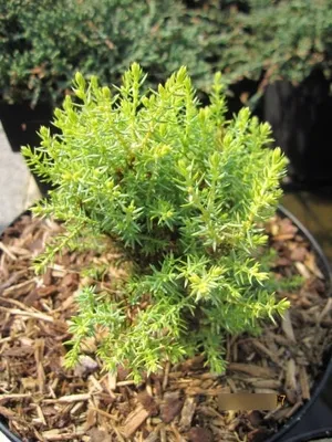 Produktbild von Juniperus communis Swanborough Gold - gelber Säulenwacholder - 10-15