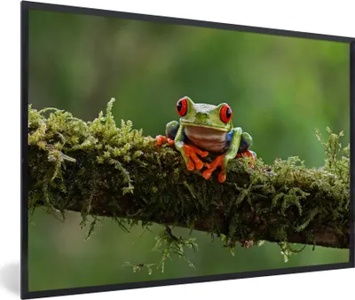 Produktbild von MuchoWow® MuchoWow® Gerahmtes Poster Rotäugiger Quecksilberfrosch auf bewachsenem Ast 60x40 cm - Poster mit zchwarzem Bilderrahmen - Printing - Wanddeko Schlafzimmer