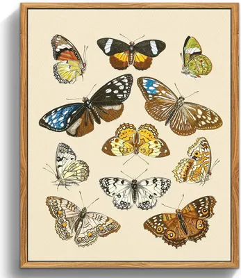 Produktbild von MHARTK66 Vintage Insekten Leinwandbild mit Holzrahmen 40x60cm - Wandbilder Wohnzimmer Schlafzimmer Badezimmer Büro