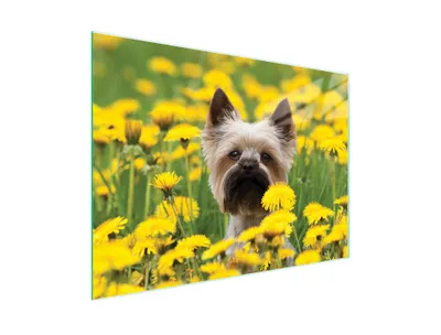 Produktbild von Kratzfestes und hygienisches Glas-Schneidebrett mit Hund-Motiv, 40x30 cm