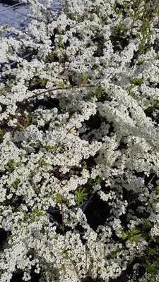 Image de Spiraea x arguta / Spirée arguta