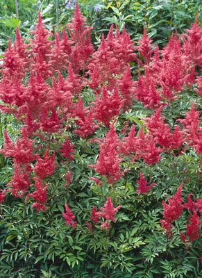 Produktbild von Astilbe x arendsii 'Augustleuchten', Prachtspiere, rot, ca. 9x9 cm Topf