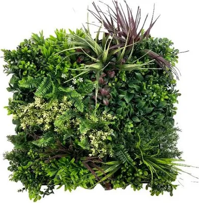 Produktbild von Grüne Wand - Pflanzenwand - Wein Garten A - UV 50x50