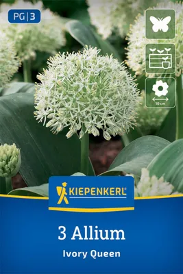 Productafbeelding van Kiepenkerl Zierlauch Ivory Queen, Allium karataviense, 3 bollen