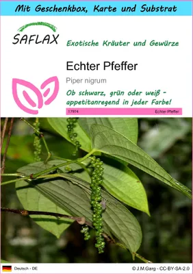Produktbild von SAFLAX Geschenk Set - Echter Pfeffer - Piper nigrum - 20 Samen - Mit Geschenkbox, Versandaufkleber, Geschenkkarte und Anzuchtsubstrat
