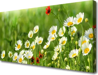 Produktbild von Tulup Leinwand-Bilder 100x50 Wandbild Canvas Kunstdruck Gänseblümchen Natur