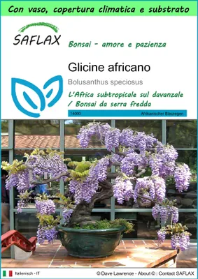 Immagine prodotto di SAFLAX Garden to go - Glicine africano - 15 semi - Bolusanthus