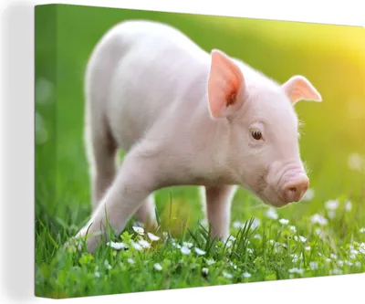 Produktbild von OneMillionCanvasses® - Leinwandbilder - 140x90 cm, Tiere - Ferkel - Schwein, Wandbilder Kunstdruck Wanddekoration - Foto auf Leinwand - Gemälde auf Holzrahmen
