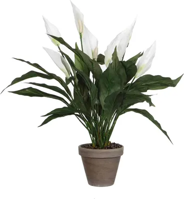 Produktbild von Spathiphyllum - Grün, Weiß