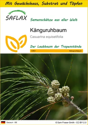 Produktbild von SAFLAX Anzucht Set - Känguruhbaum - Casuarina equisetifolia - 200 Samen - Mit Mini-Gewächshaus, Anzuchtsubstrat und 2 Töpfen