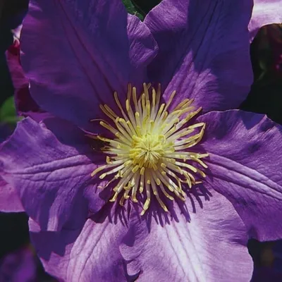 Obrázek produktu pro Clematis Baltyk 1L