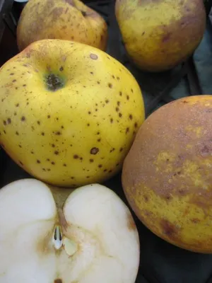 Produktbild von Herbstapfel Königsrenette - Malus domestica - 140-150cm