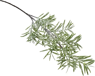 Immagine prodotto di Ramo verde con rizoma di 70 cm