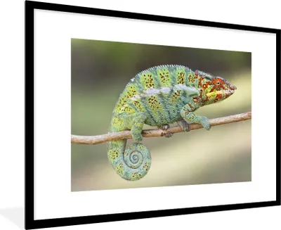 Produktbild von MuchoWow® MuchoWow® Gerahmtes Poster Blickendes Chamäleon 90x60 cm - Poster mit zchwarzem Bilderrahmen - Wanddekoration - Fotos