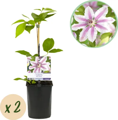 Image de Klimplant - Clematis Nelly Moser - Bloem Roze - Weinig onderhoud -2 planten - 30-40cm - Ø10cm - Plante de jardin