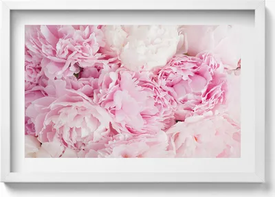 Produktbild von Zarte Pfingstrosenblüten– Wandbild mit Rahmen – Gerahmtes Bild  – Wanddekoration – 60x40 cm –  Schwarz Rahmen
