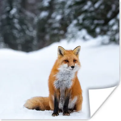 Produktbild von MuchoWow® Poster Fuchs - Schnee - Wald 75x75 cm - Wand Dekoration
