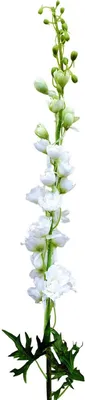 Produktbild von artplants.de Künstliche Blume Rittersporn RADUNIA, Creme-weiß, 100cm - Unechte Blume