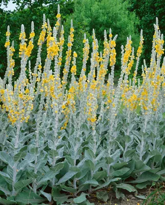 Produktbild von Verbascum bombyciferum 'Polarsommer', silbrig, ca. 9x9 cm Topf