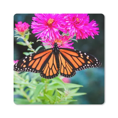 Produktbild von MuchoWow® Mauspad Mousepad Schmetterling - Botanisch - Blume 20x20 cm - Mousepads - Maus Mat - Pad - Mausunterlage - Desk Mat - Bureauartikeln