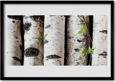 Produktbild von Bild 70x50 MDF-Rahmen Wandkunst Bäume Natur