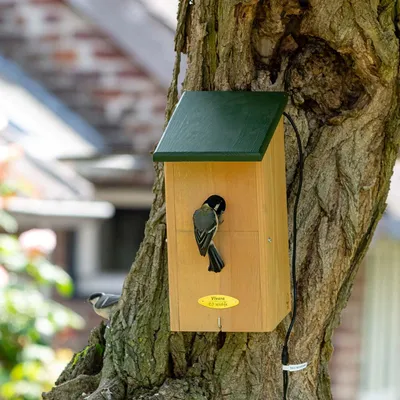 Produktbild von CJ Wildlife Nistkasten Ikarus - Extra hoch -es Holz - 32-mm-Einflugloch - für Kohlmeise, Kleiber, Feldsperling - Klappdach