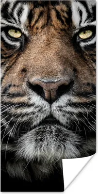 Produktbild von MuchoWow® Poster Tiger - Nahaufnahme - Tier 60x120 cm - Wandschmuck