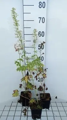 Image de 6 x Delphinium 'M.f.' blanc pur - Delphinium - pot 9 x 9 cm