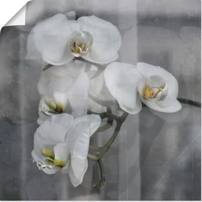 Produktbild von ARTland Poster Weisse Orchideen - white Orchid Größe: 30x30 cm