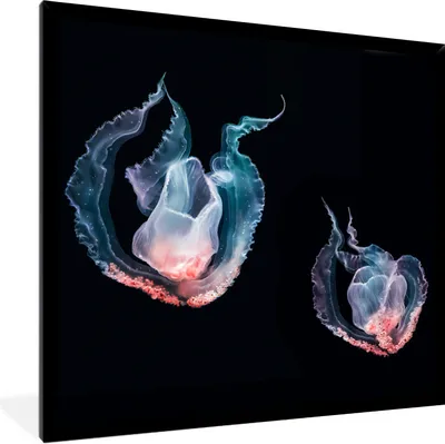 Produktbild von MuchoWow® Gerahmtes Poster Quallen - Meerestiere - Schwarz 40x40 cm - Poster mit Schwarzem Bilderrahmen Wandposter Rahmen Foto Bilder - Mit Rahmen - Wanddekoration Schlafzimmer