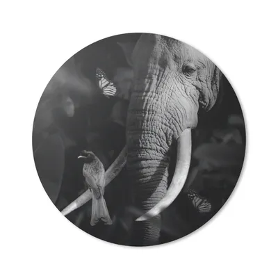 Produktbild von MuchoWow® Mauspad Mousepad Vogel - Elefant - Dschungel - Schwarz - Weiß 40x40 cm - Mousepads - Maus Mat - Pad - Mausunterlage - Schreibtisch Accessoires