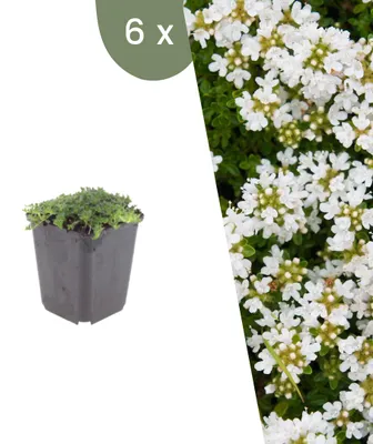 Produktbild von Plants by Frank | 6 Kriechthymian 'Albiflorus' Pflanzen | Thymus Praecox 'Albiflorus' | Bodendecker | Winterhart | Mehrjährig | Gartenpflanzen