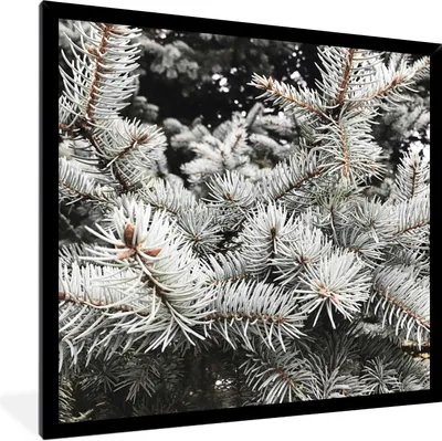 Produktbild von MuchoWow® Gerahmtes Poster Baum - Äste - Winter 40x40 cm - Poster mit Schwarzem Bilderrahmen Wandposter Rahmen Foto Bilder - Mit Rahmen - Wanddekoration Schlafzimmer