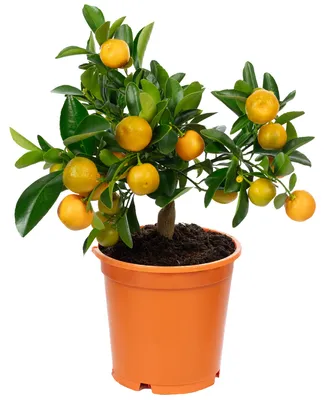 Produktbild von Calamondinorange - Citrofortunella microcarpa - Höhe ca. 46 cm, Topf-Ø 19 cm