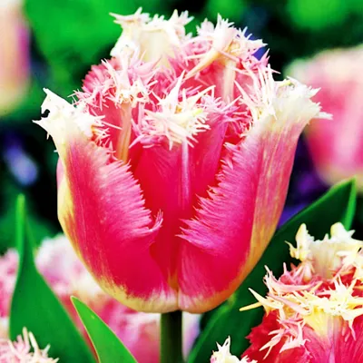 Obrázok produktu pre Tulipány Cibuľky Cibuľky Kvety Tulipán s strapcami Fancy Frills 5 ks.
