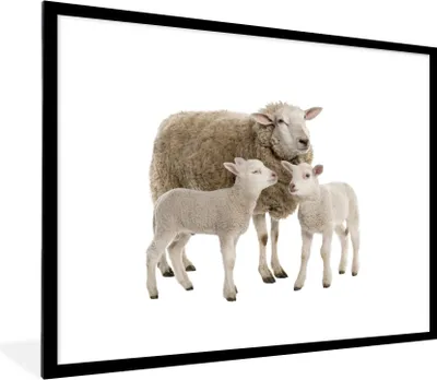 Produktbild von MuchoWow® Gerahmtes Poster Schafe - Tiere - Lamm 80x60 cm - Poster mit Schwarzem Bilderrahmen Wandposter Rahmen Foto Bilder - Schlafzimmer-Dekorationen - Fotoposter