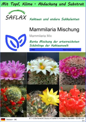 Produktbild von SAFLAX Garden to go - Mammilaria Mischung - Mammilaria Mix - 40 Samen - Mit Topf, Klima - Deckel und Anzuchtsubstrat