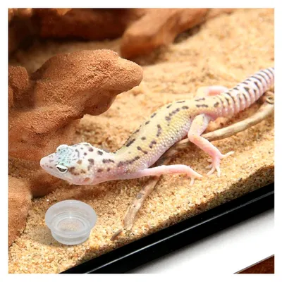 Produktbild von Wassernapf für Reptilien, 100 Stück, transparente Futterbecher aus Kunststoff für Geckos, Eidechsen und kleine Haustiere