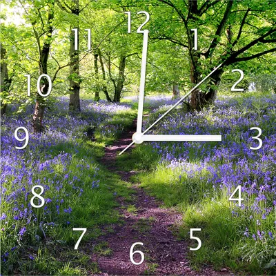 Produktbild von Wallario Design Wanduhr Blaues Hasenglöckchen im Wald aus Echtglas, Größe 30 x 30 cm