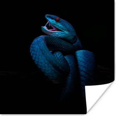 Produktbild von MuchoWow® Poster Blaue Schlange mit rotem Auge 30x30 cm - Wandposter - Printing