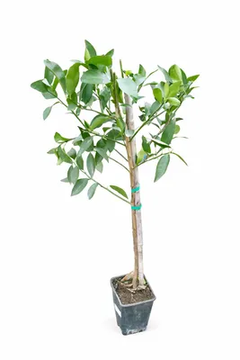Produktbild von Citrus latifolia 120-140 – Frische Persische Limette | Tahiti-Limette für Saft, Cocktails & mehr | Gesund & aromatisch