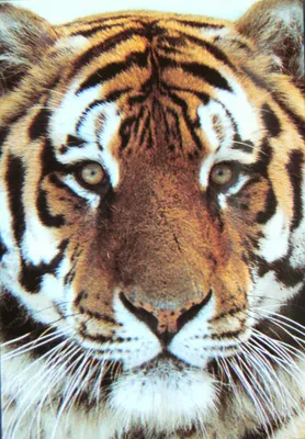 Produktbild von Magnet Tiger, 10x7 cm, Kühlschrankmagnete Tier, Flexi Magnete für Magnettafel Raubkatze
