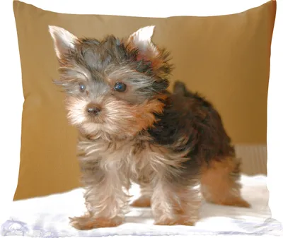 Produktbild von MuchoWow® Zierkissen Sofakissen Wohnzimmer Dekokissen 50x50 cm Porträt eines Yorkshire Terriers - Komfort - Sofakissen