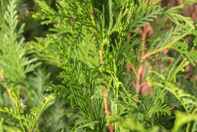 Produktbild von Thuja plicata 'Atrovirens', Lebensbaum, immergrün, 60–80 cm
