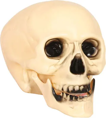 Productafbeelding van Gruwelijker schedel, Halloween decoratie, ongeveer 25 cm