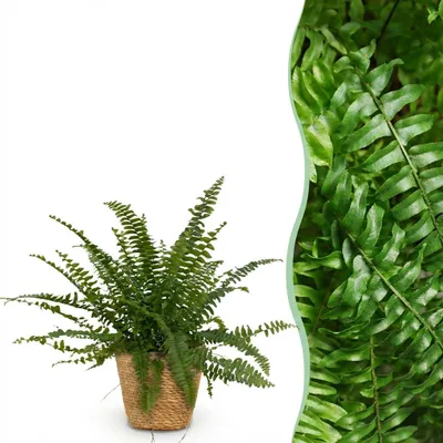 Zdjęcie produktu dla Nephrolepsis exaltata Green Lady - paproć - roślina przyjazna dla zwierząt - zielona - z koszykiem - 25cm - Ø12cm - Roślina doniczkowa - Kompletny zestaw - Roślina z doniczką