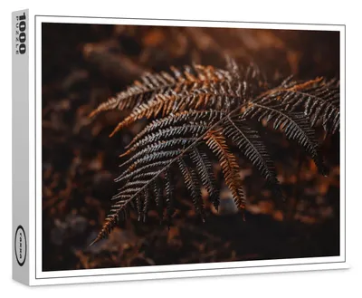 Produktbild von raxxa Premium-Puzzle "Farn", 1000 Teile