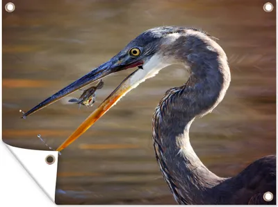 Obrázek produktu pro MuchoWow® Zahradní plakáty - Volavka s kořistí - 90x120 cm - Zahradní dekorace