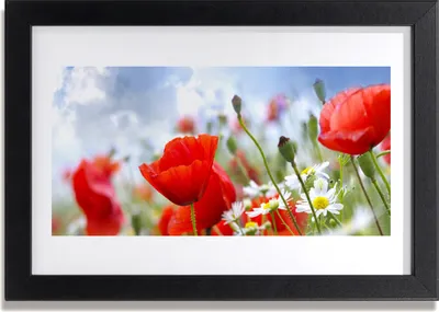 Produktbild von Bild 30x20 MDF-Rahmen Wandkunst Mohnblumen-Gänseblümchen-Blumen