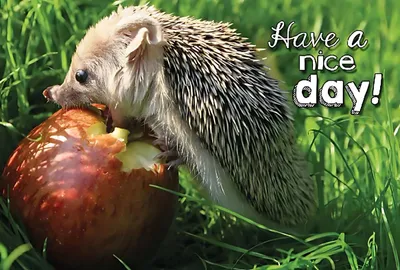 Produktbild von Depesche 3D Foto Klappkarte 032